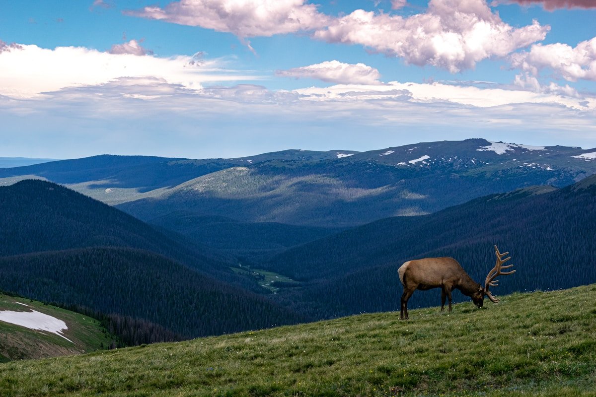 Moose grazing in a meadow with mountains behind