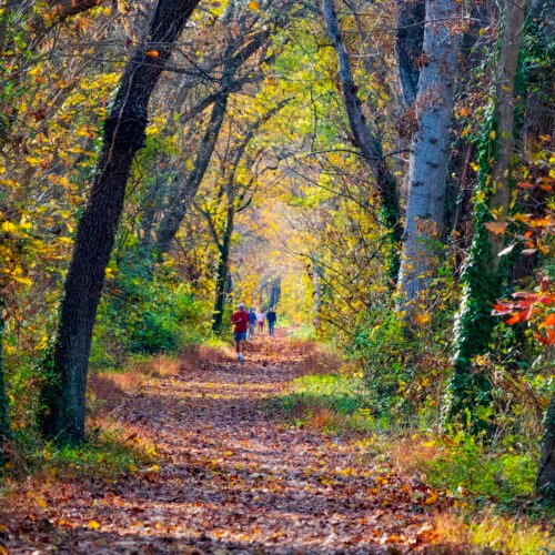 Potomac Forks Campsite
