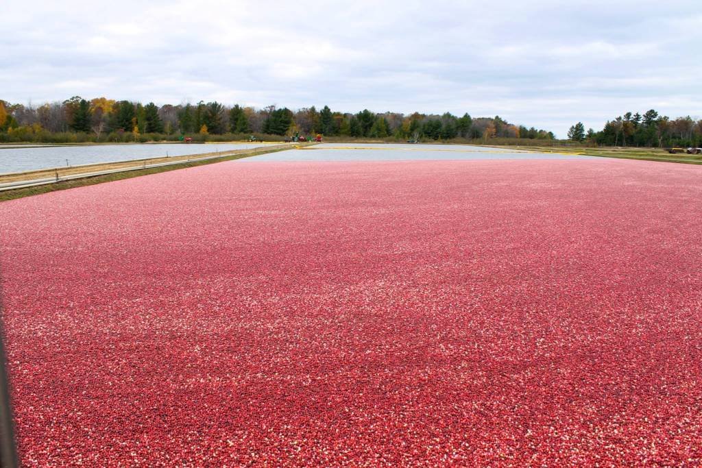 Arpin Cranberry Campground & Cabin