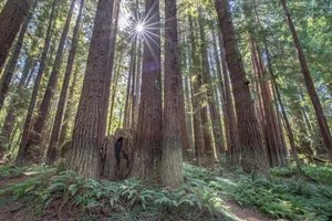 Mendocino Woodlands Camp Association (Mendocino, California) photo