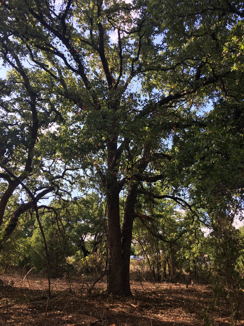 Pair of Dice RV Park (Paradise, Texas) photo