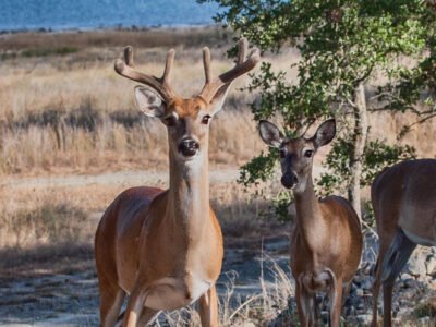 Lake Pointe RV & Condo Resort