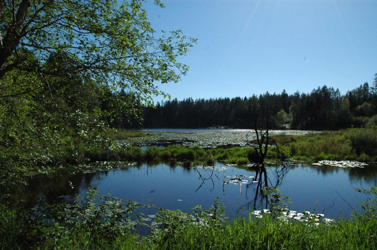 Lake Connor Park (Lake Stevens, Washington) photo