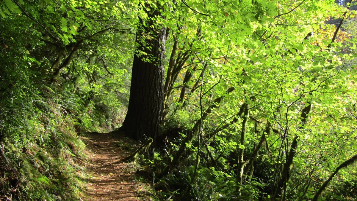 Maple Lane RV Park and Marina (Mapleton, Oregon) photo