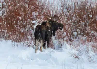 The Campground at Wild Spirit Wolf Sanctuary