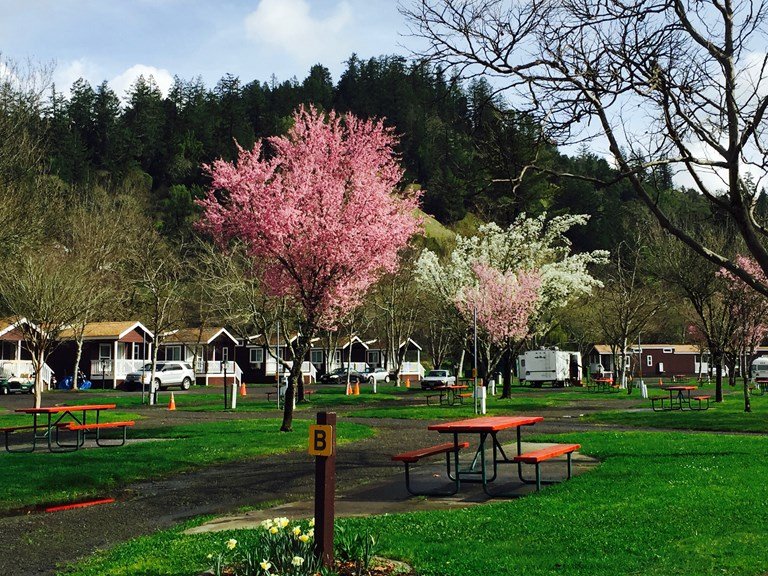 Benbow KOA Holiday (Garberville, California) photo