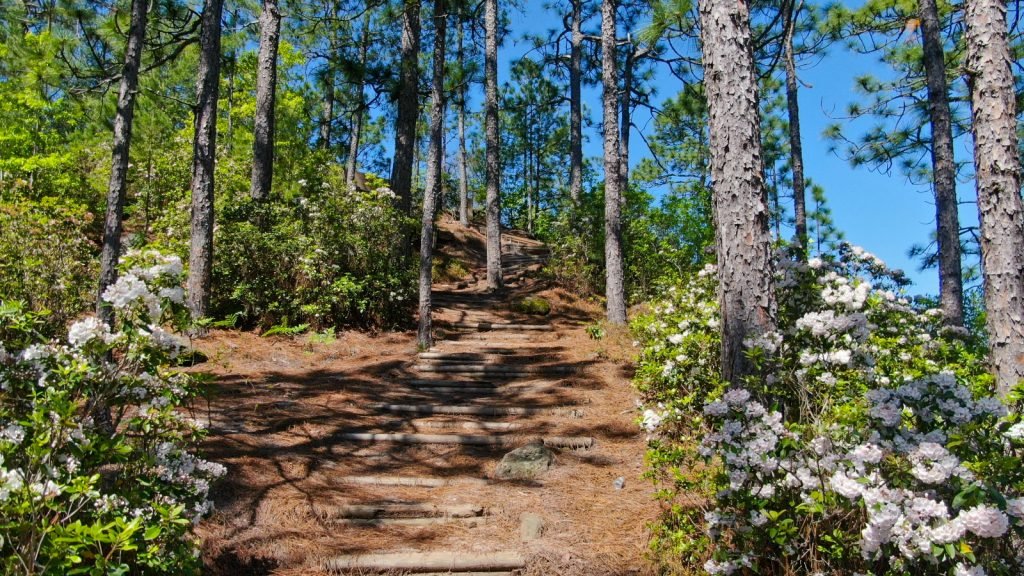 Wilkes Chapel Dove Field