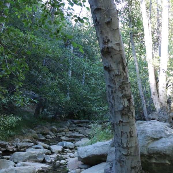 Figueroa Campground (Santa Ynez, California) photo
