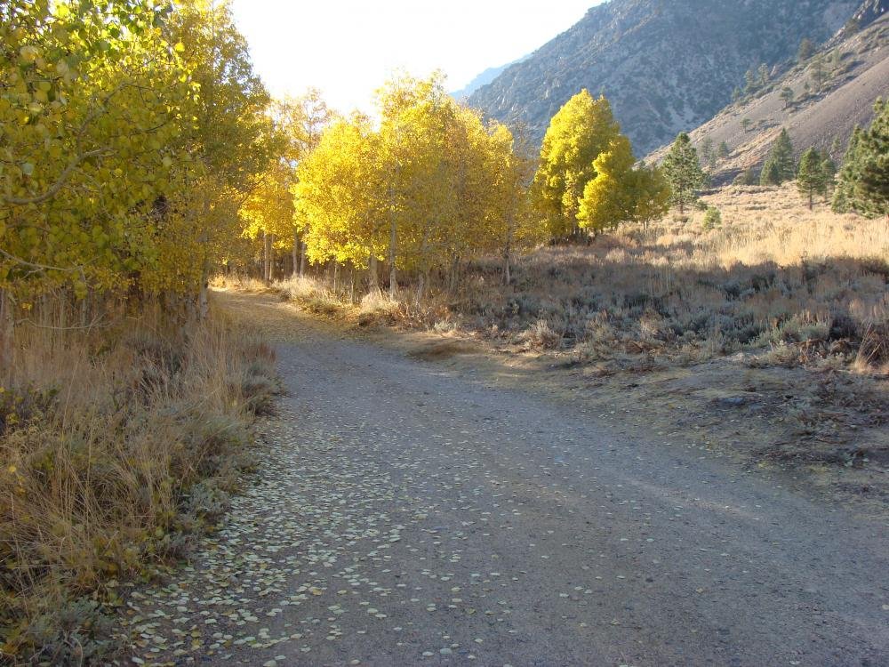 Lundy Canyon Campground