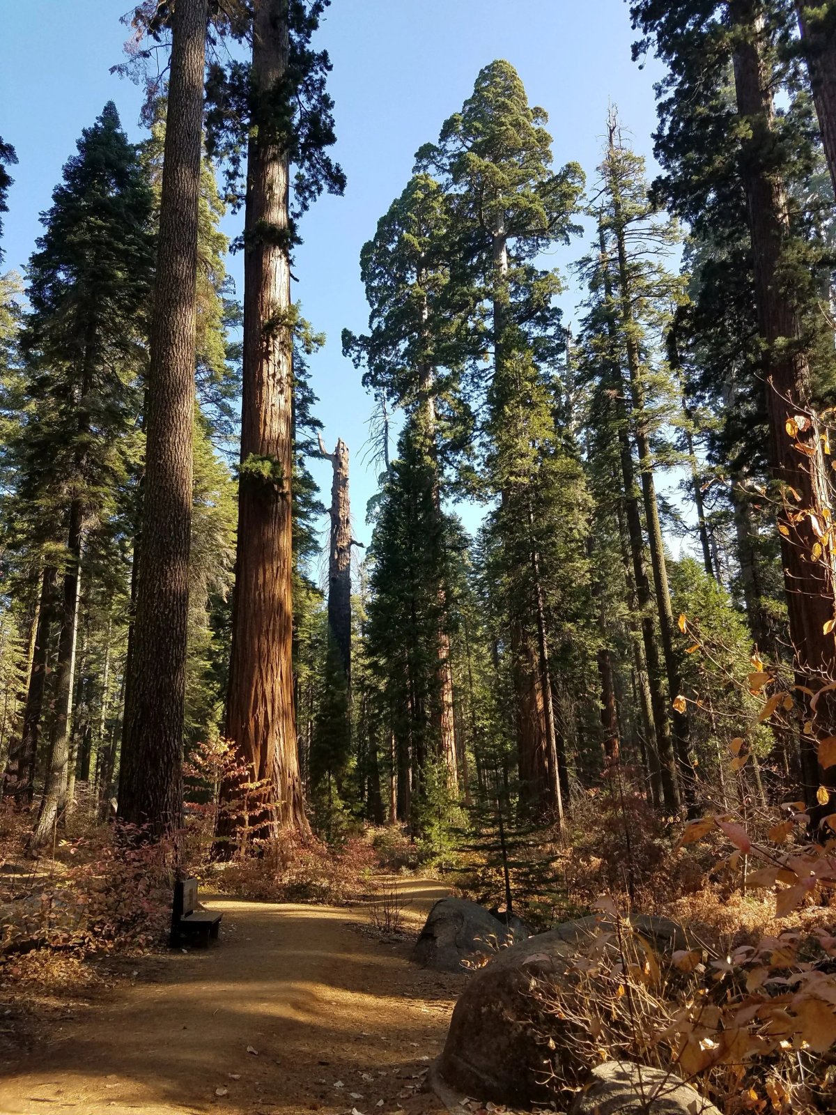 Golden Pines RV Resort and Campground - Arnold, CA