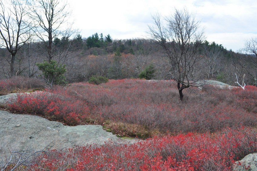 Cedar Pond Campground (Southfields, New York) photo