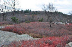 Cedar Pond Campground (Southfields, New York) photo