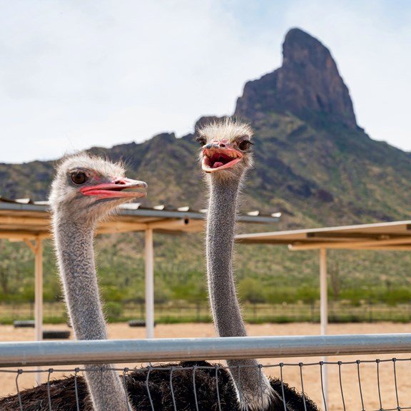 Picacho / Tucson NW KOA Journey