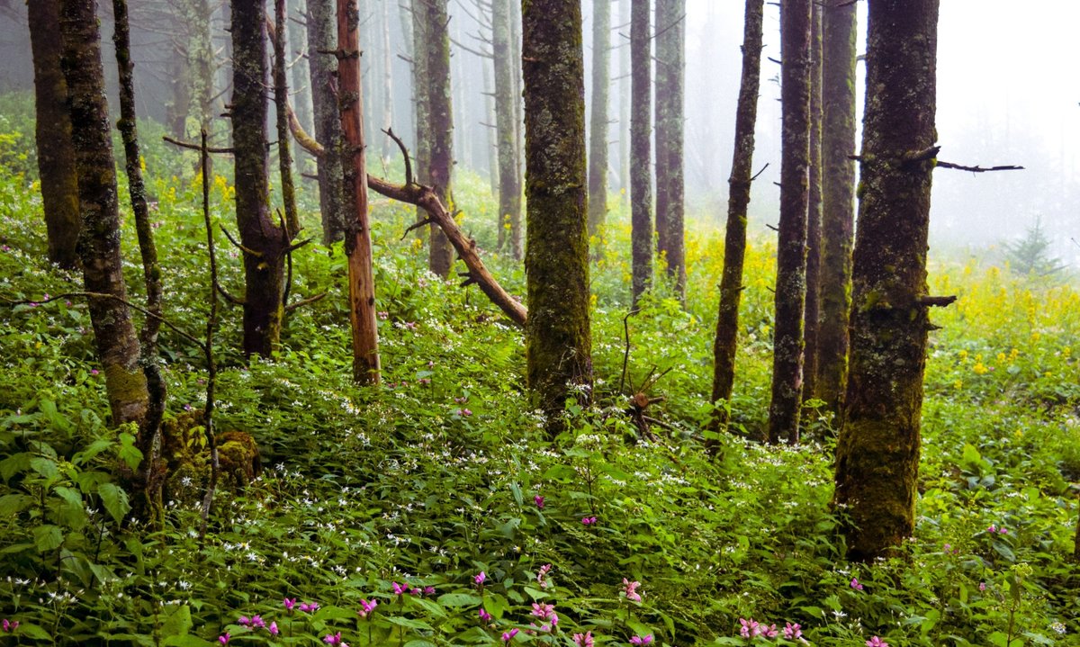 DoubleSpringsShelter