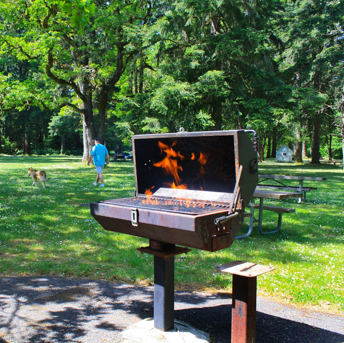 Richardson Park Campground (Junction City, Oregon) photo