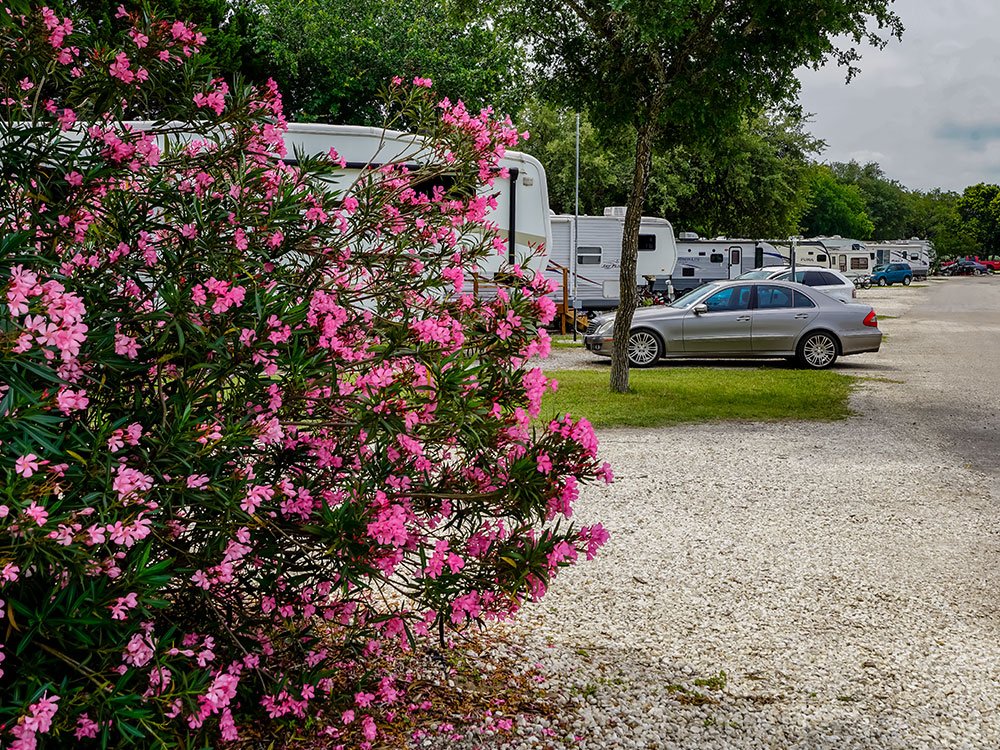 Alamo Fiesta RV Resort (Boerne, Texas) photo