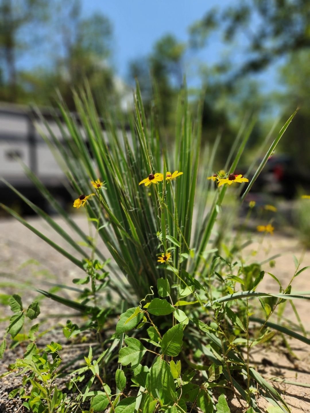 Camp El Campo (Murchison, Texas) photo