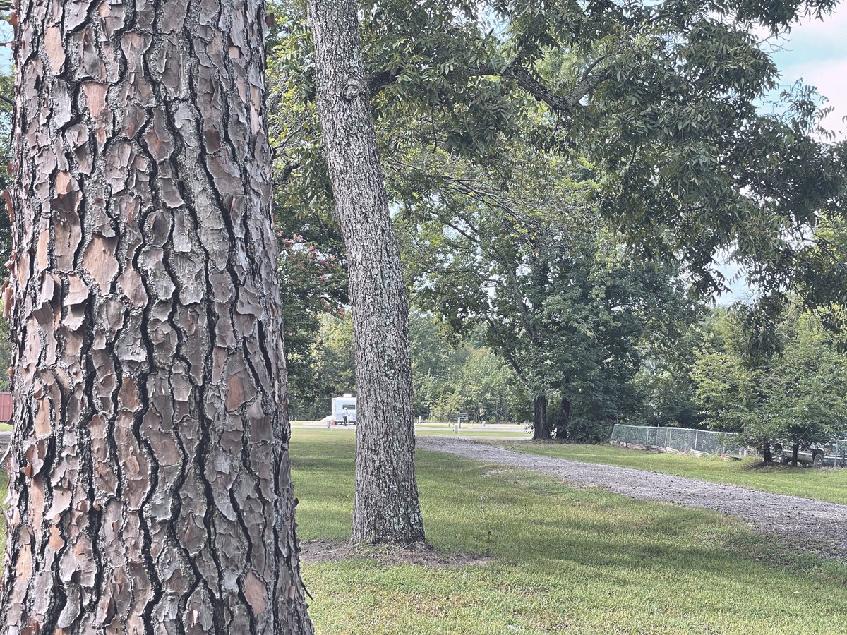 Turkey Creek Country Resort (Ben Wheeler, Texas) photo