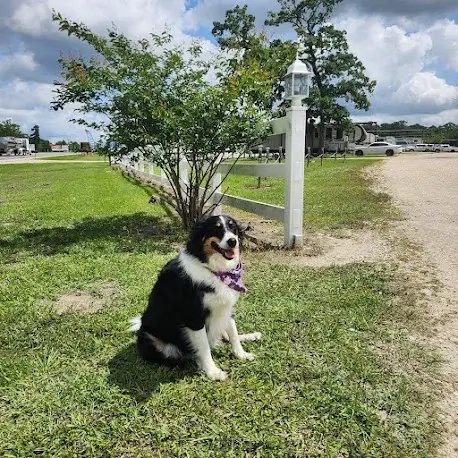 The Good Life RV Park (Burke, Texas) photo