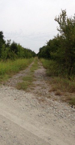 Tom Ellis White Campground (Wolfe City, Texas) photo