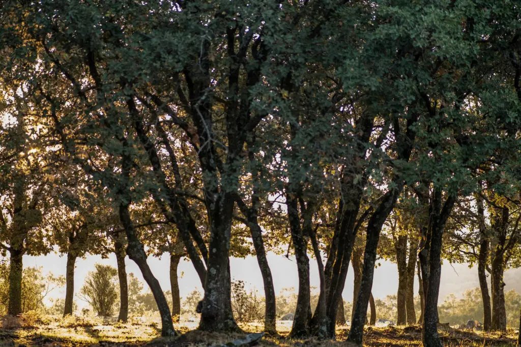 Rusty Rocker RV Park (La Vernia, Texas) photo