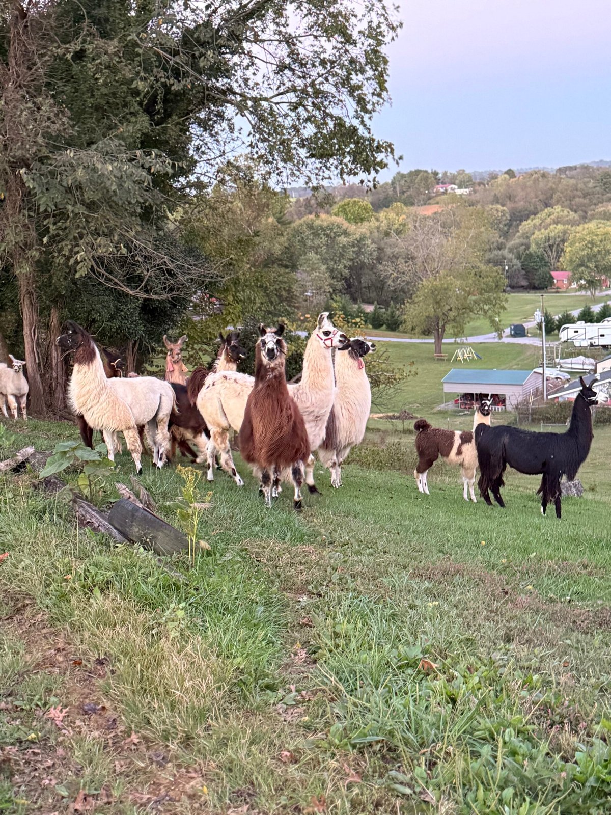 Lazy Llama Campground