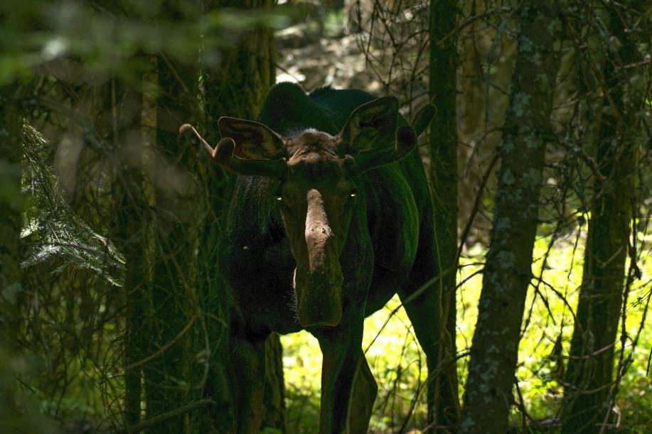 Mission Mountain Campground