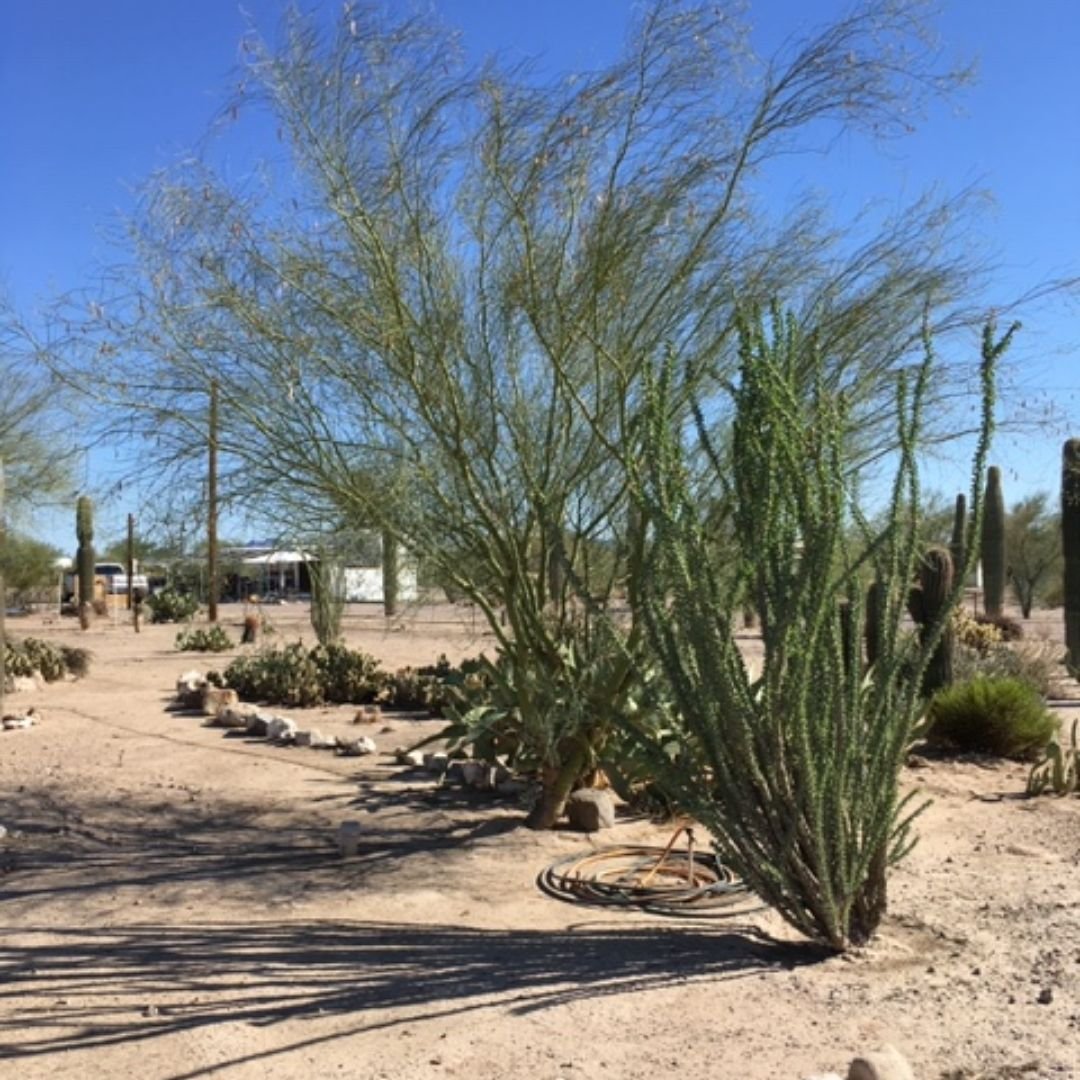 Burrwood RV Park (Quartzsite, Arizona) photo