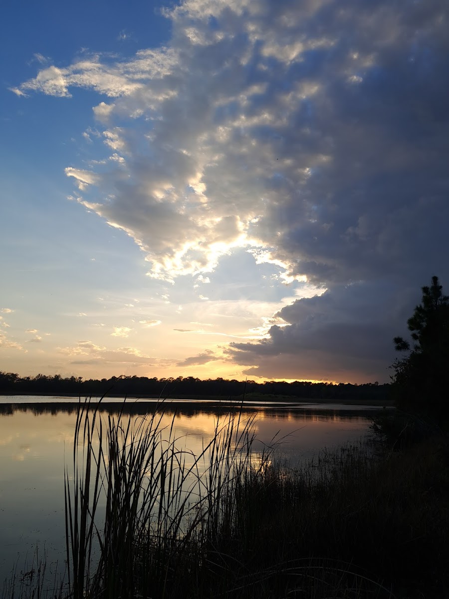 Fish Hawk Pond Campsite
