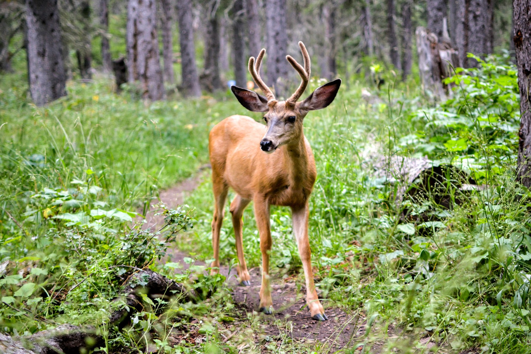 Mokowanis Junction Campground