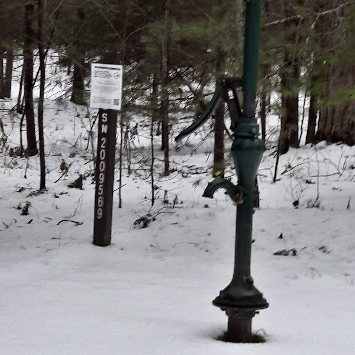 Pigeon Bridge State Forest Campground