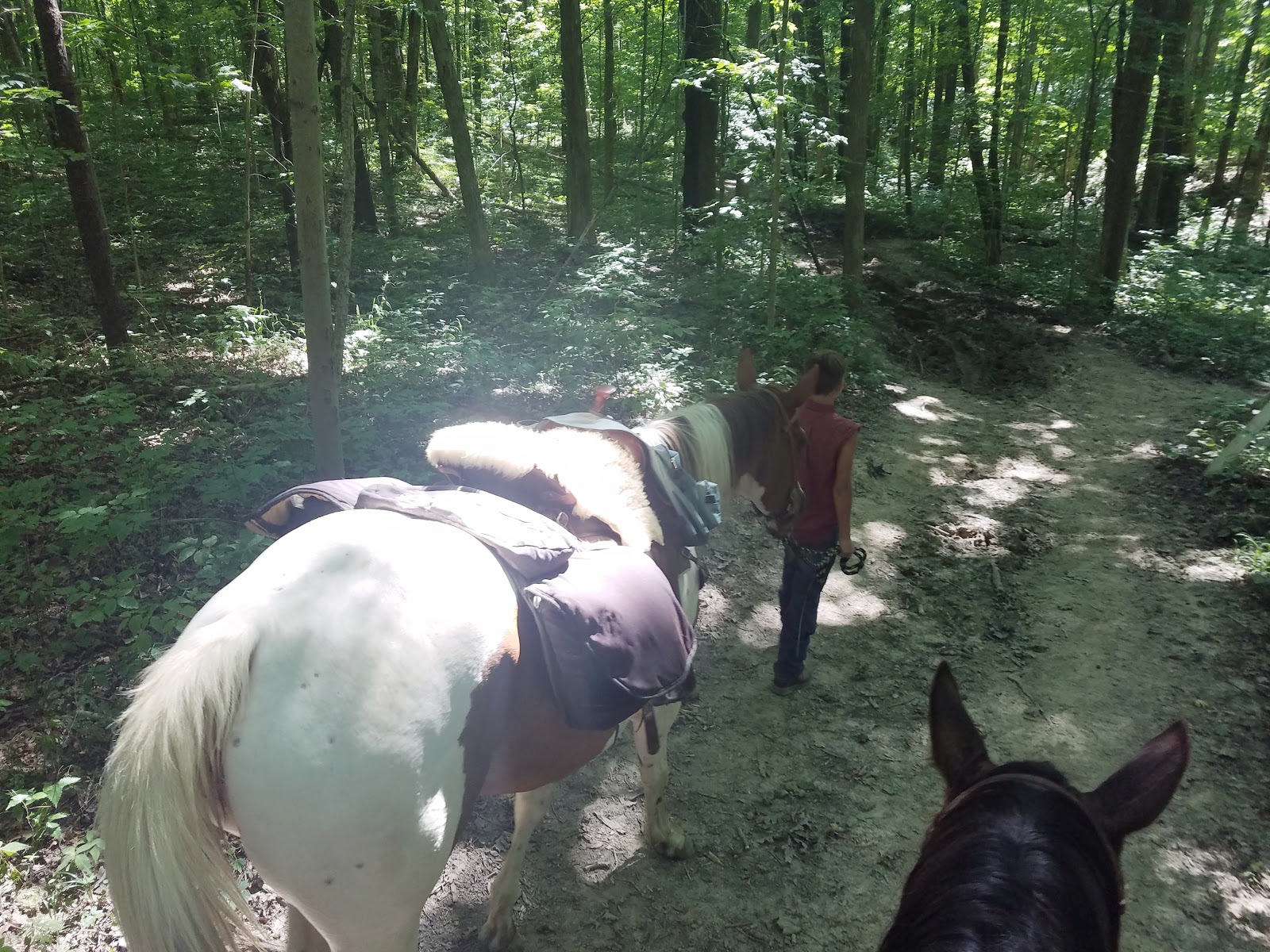 Salamonie River State Forest Horseman's Camp