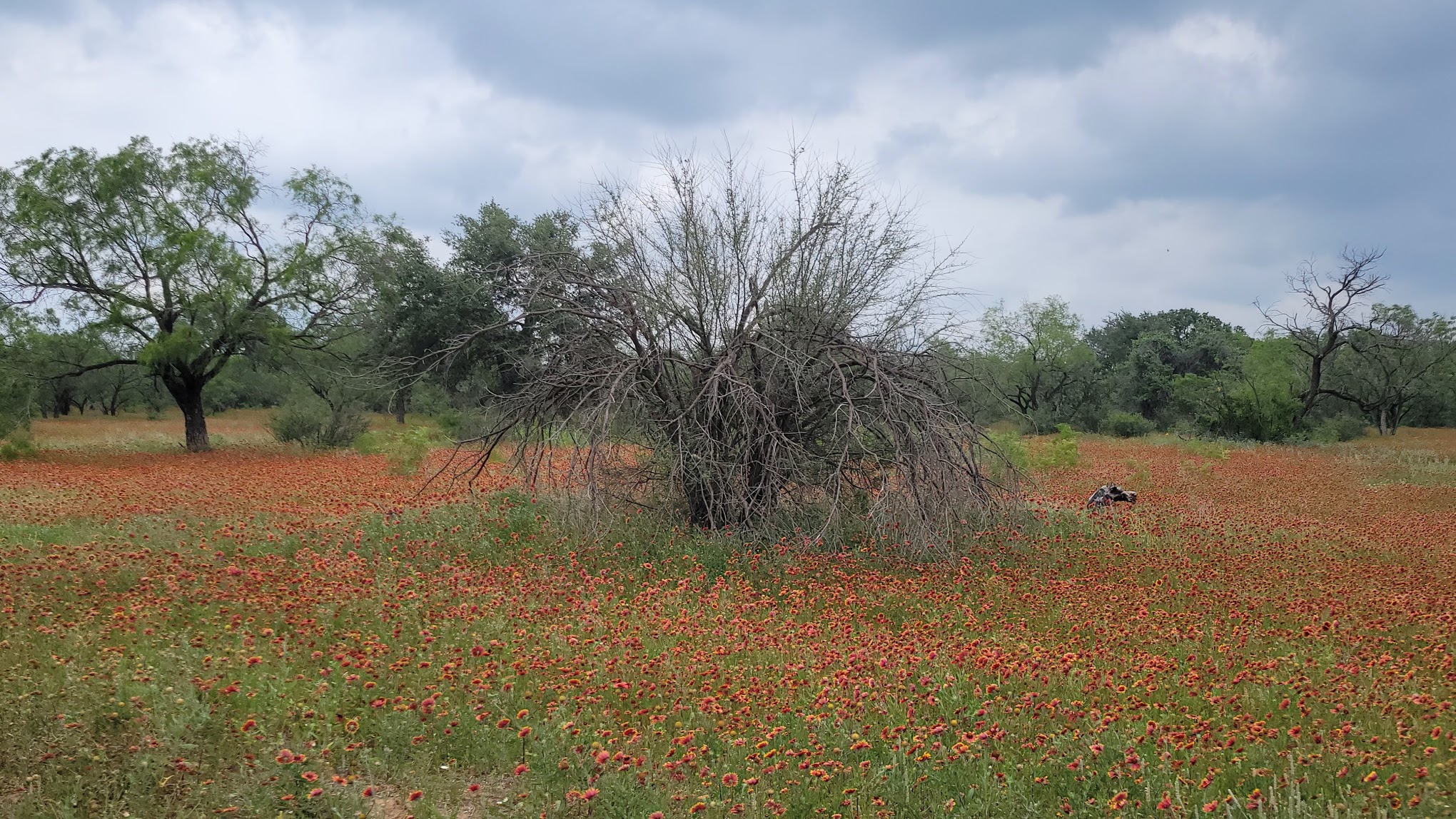 Pace Bend Improved Camping (RV)