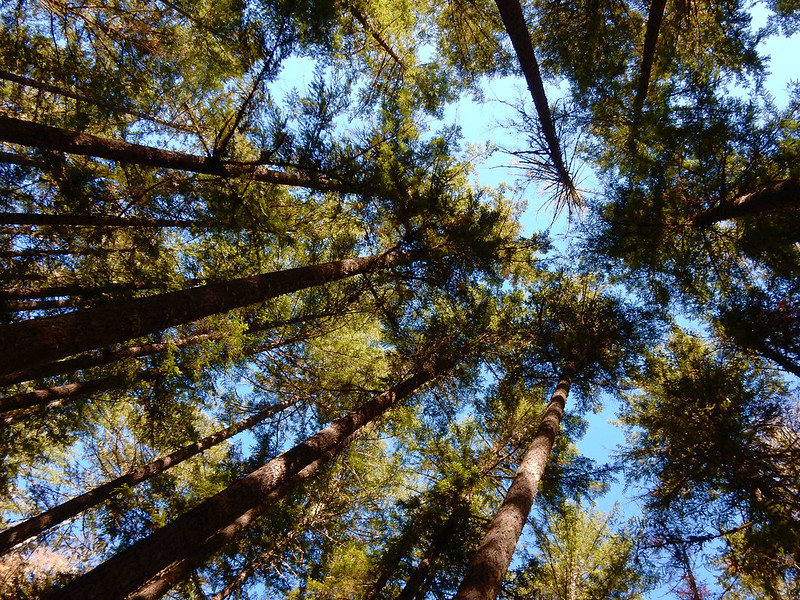 Sharps Creek Recreation Site