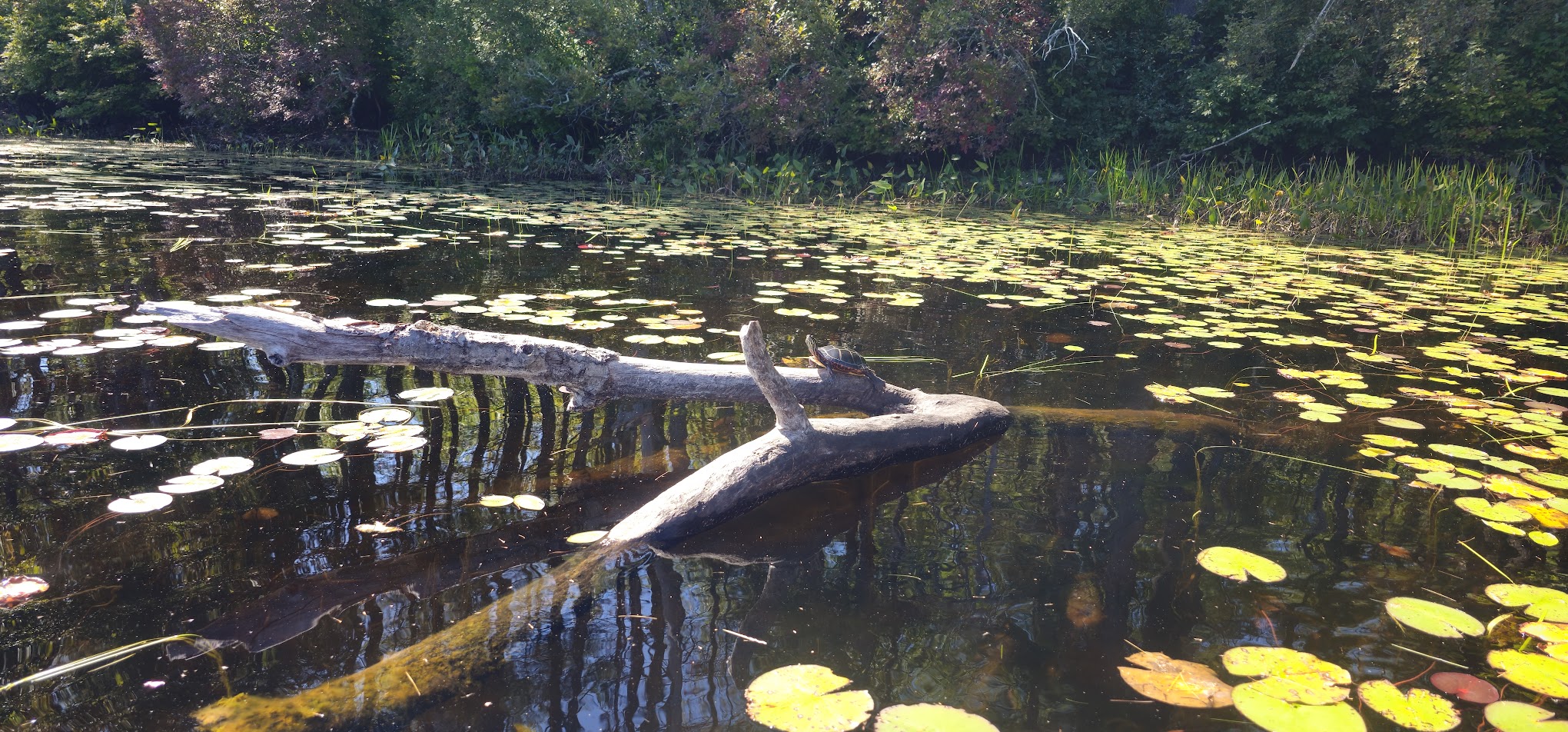 Beaver Pond Campground