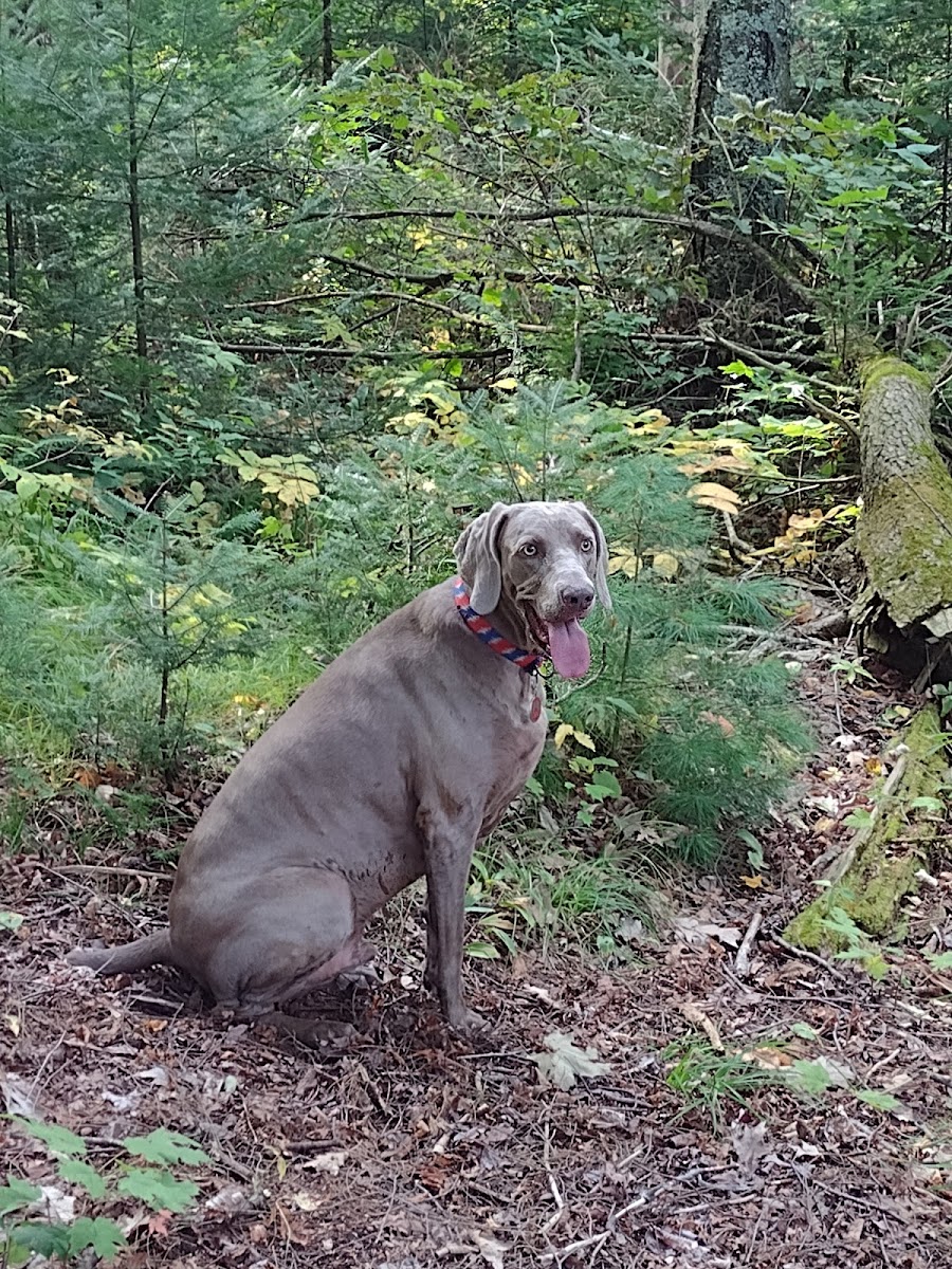Jessie Lake Campsite