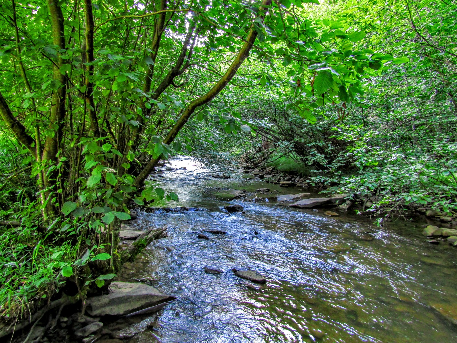 Laurel Fork Campground