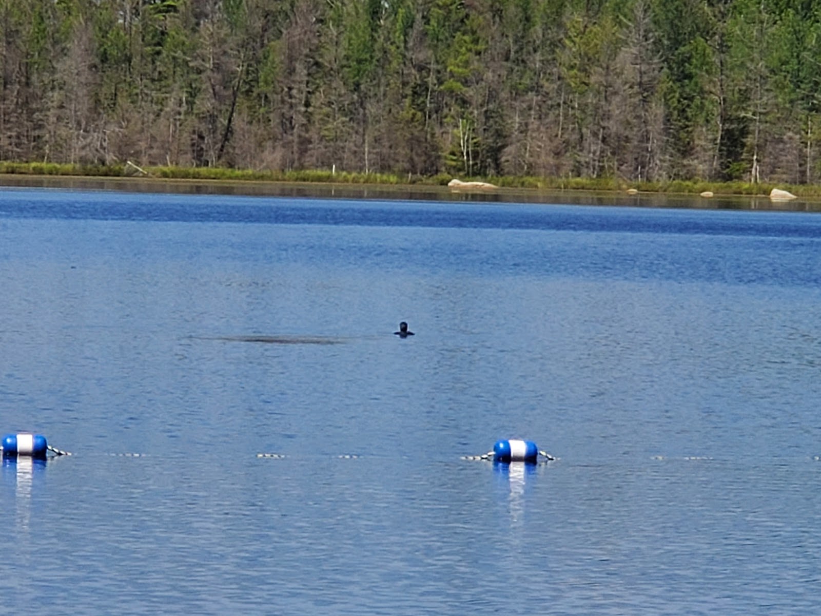Morgan Lake Campground