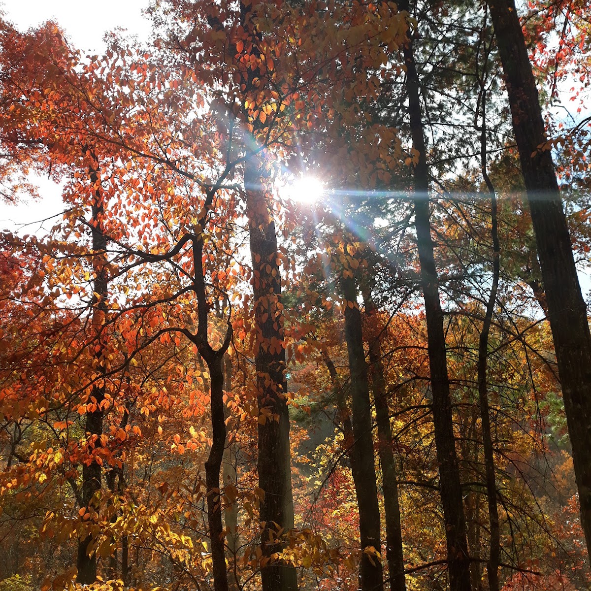 Holly Flats Campground