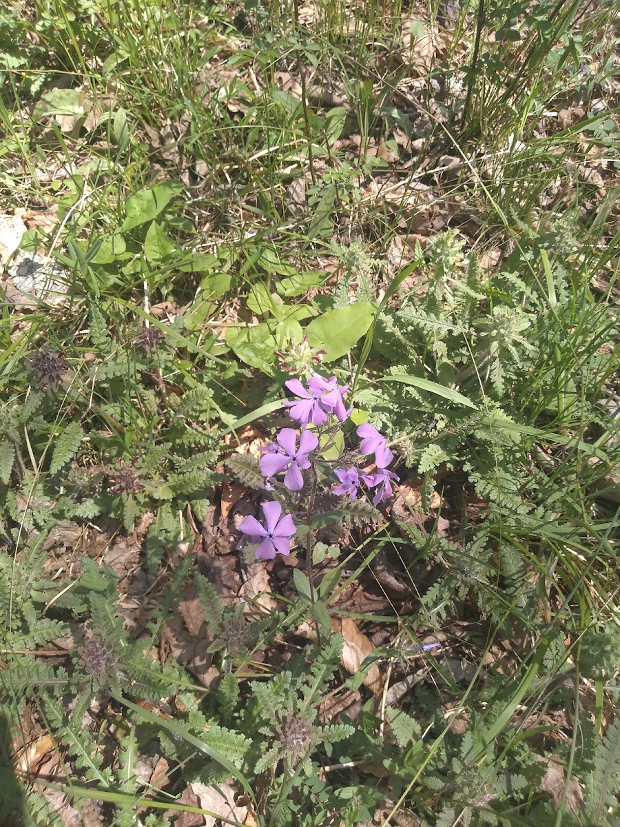 Shawnee Backpacking Camp 2