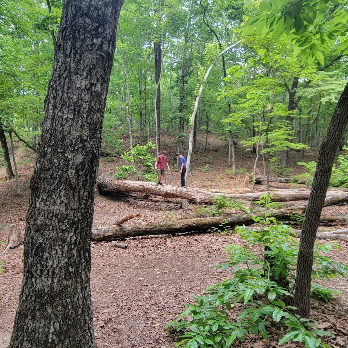 Turtle Hollow Campsite
