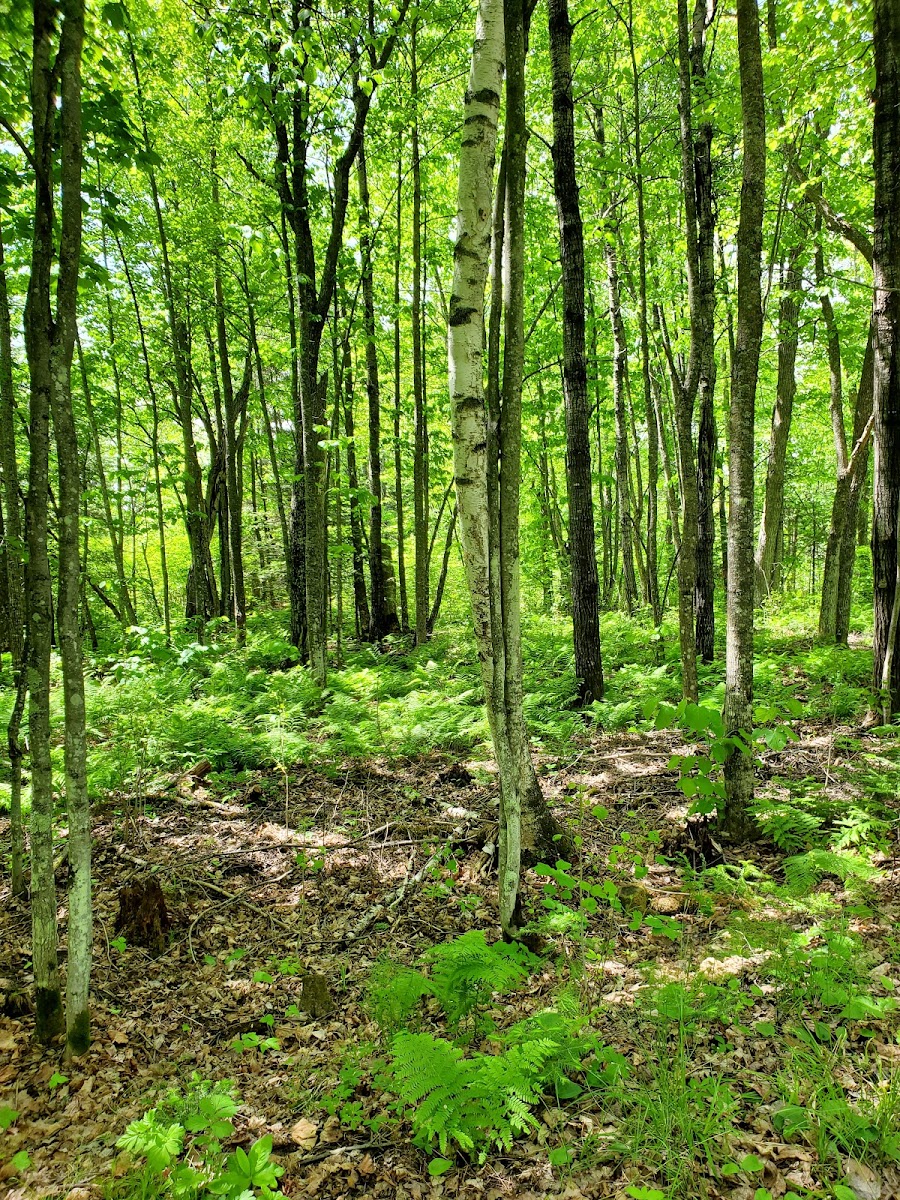 Big Rice Lake Rustic Campground