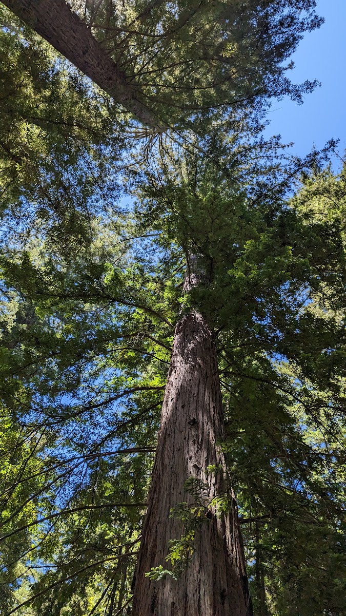 Redwood Camp