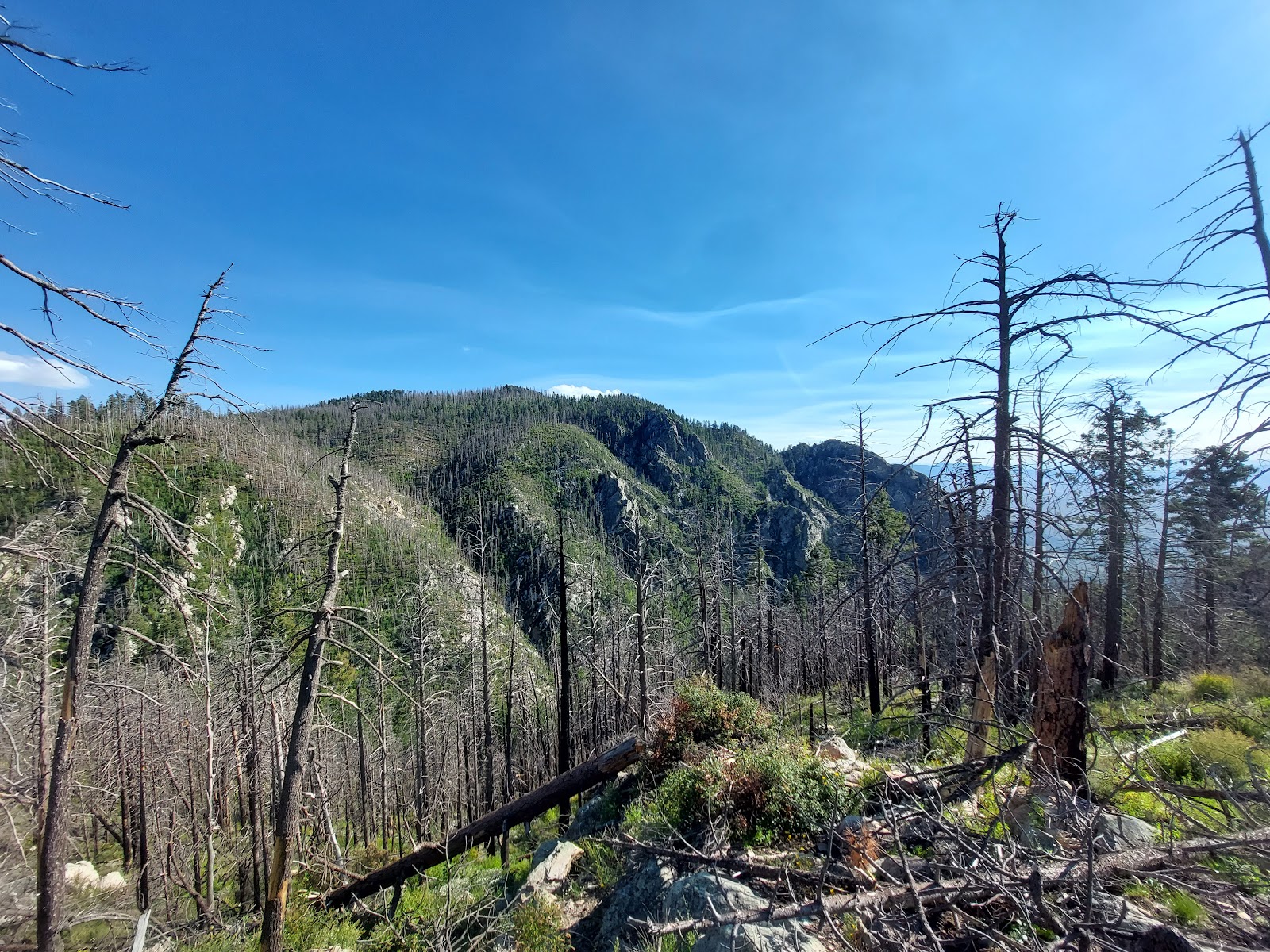 Cunningham Campground - Mt. Graham