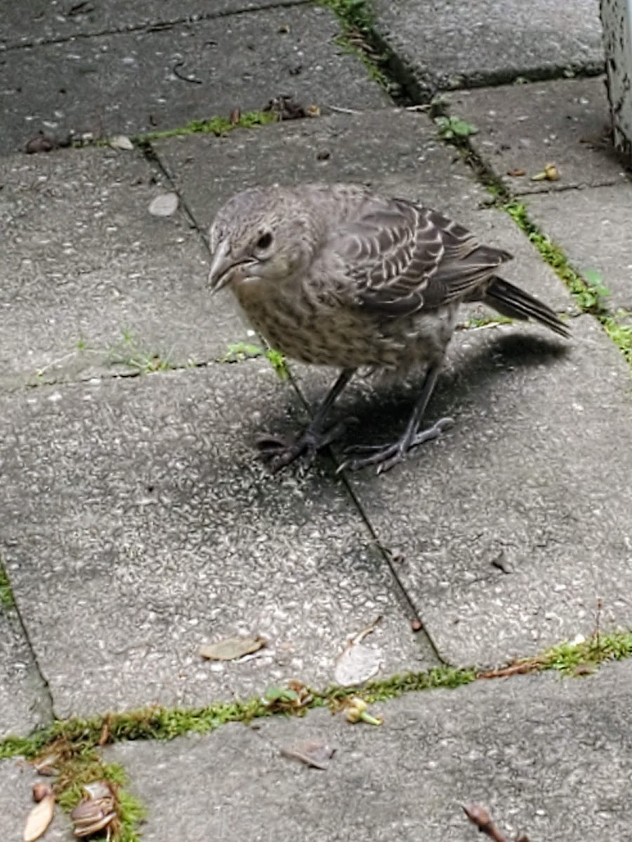 Heizler's Flambeau Forest Campground