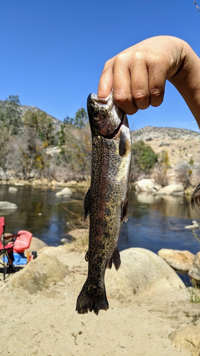 Lower Springhill Campground
