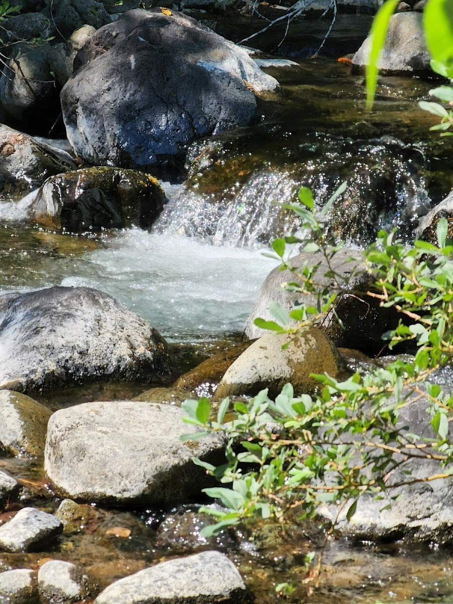 Shelly Creek Campground
