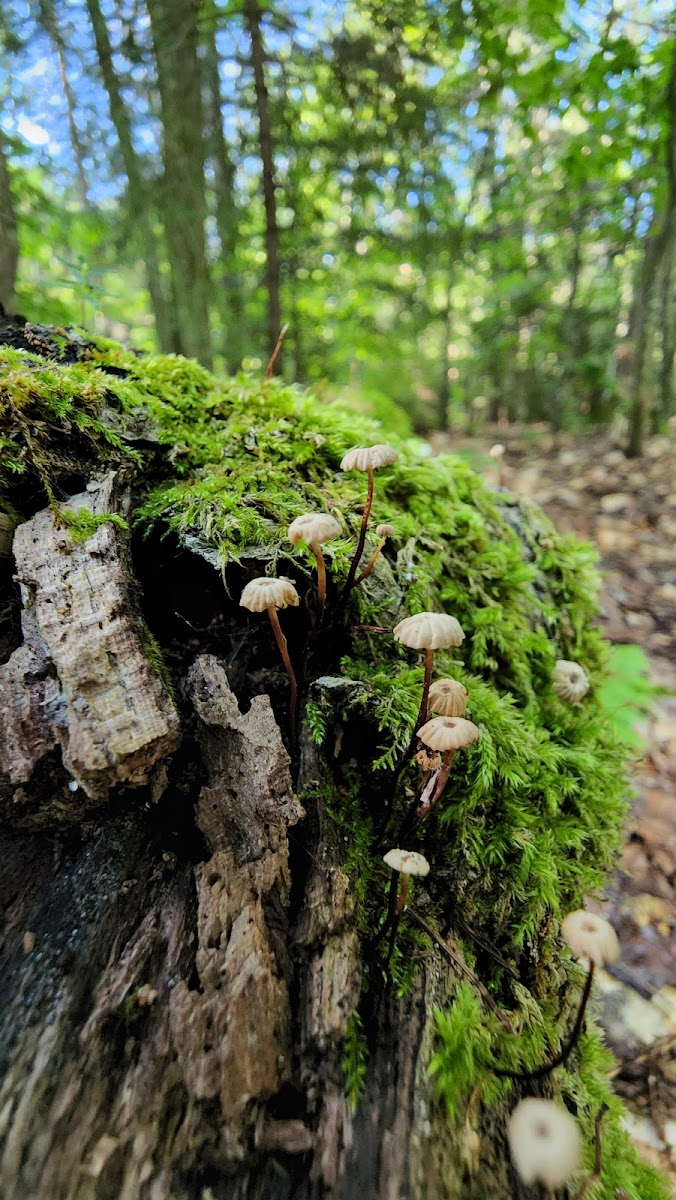 Hardwood Campsite On Grand Island