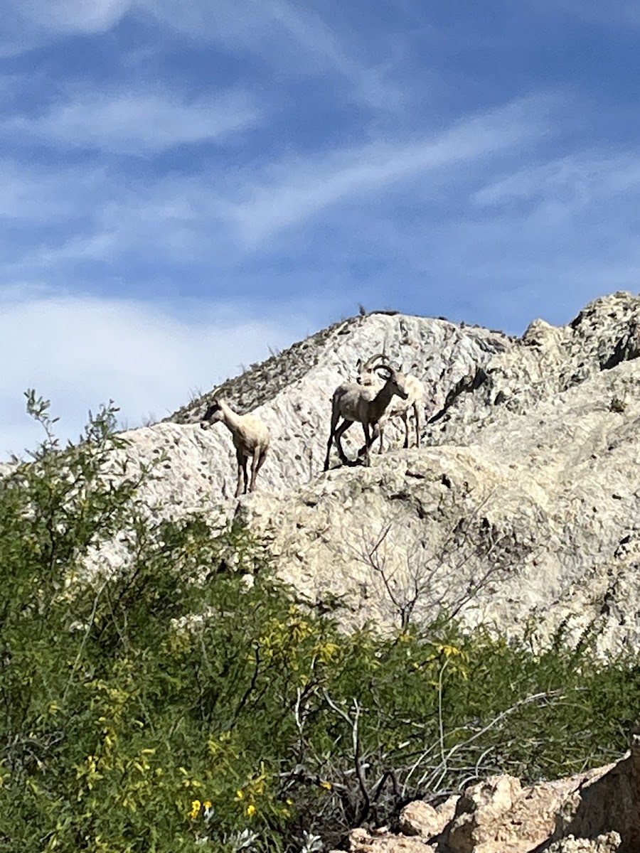 Agua Caliente Campground Entry Gate