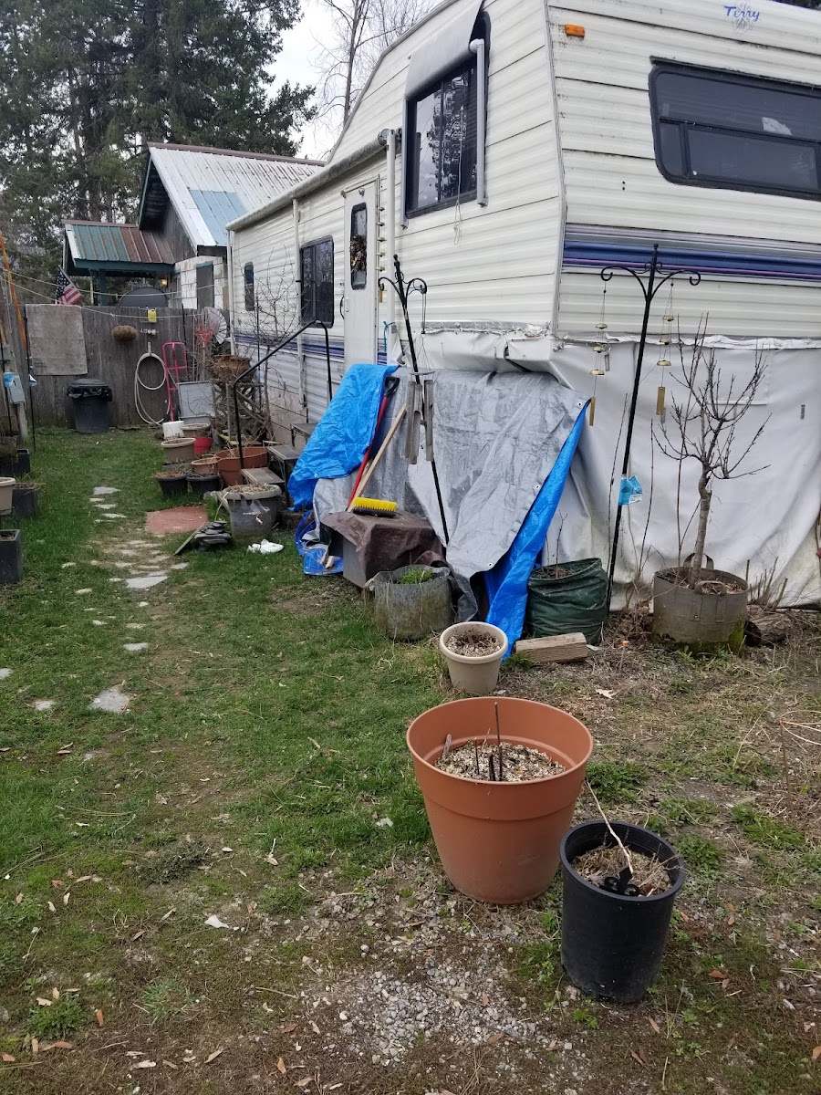 Calispel Creek RV Court